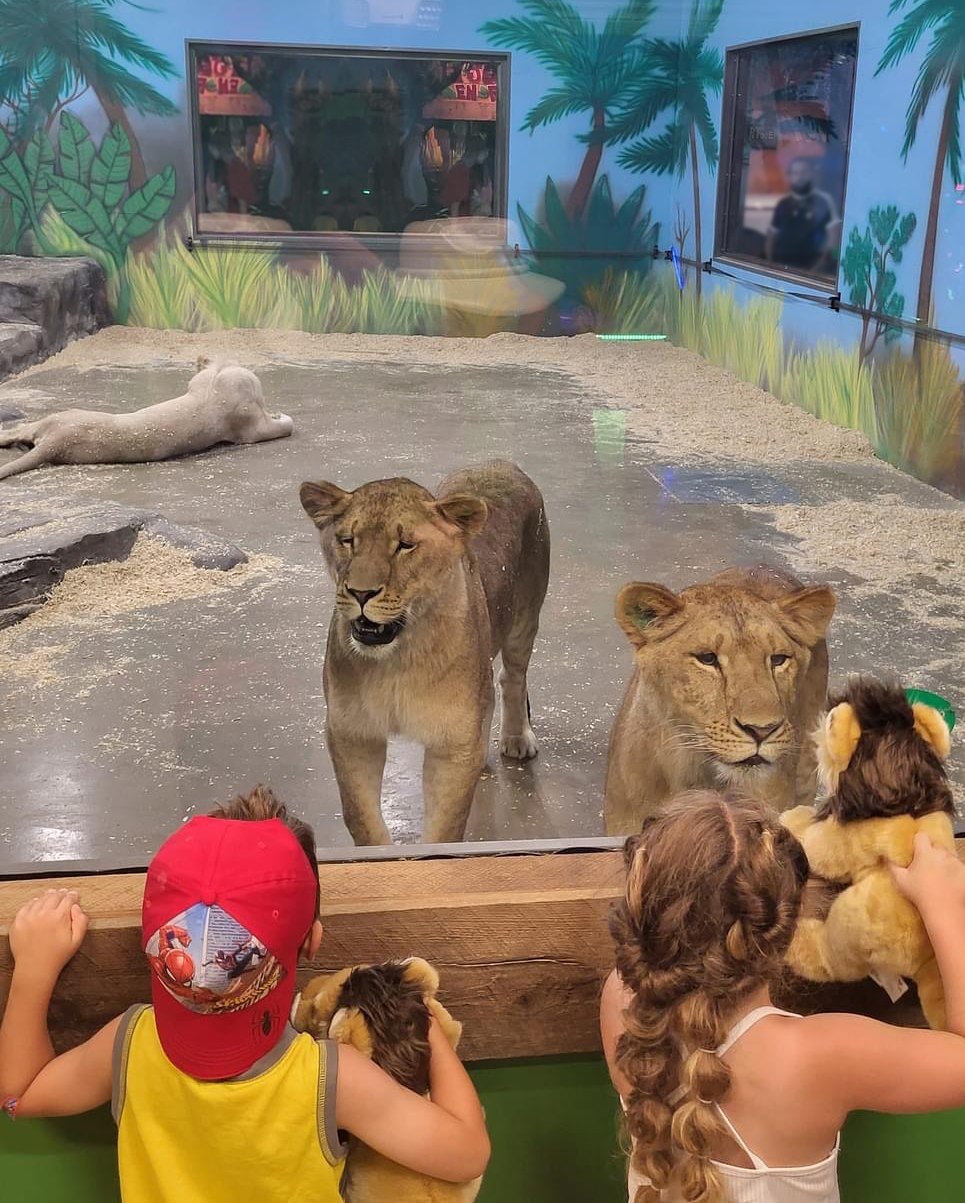 Tarifs hôtel de la cité perdue Dormir avec les lions